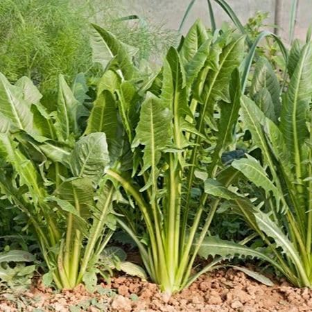 Puntarelle vegetable seeds - Heirloom, Organic, Non Gmo Garden Seeds for kitchen garden planting