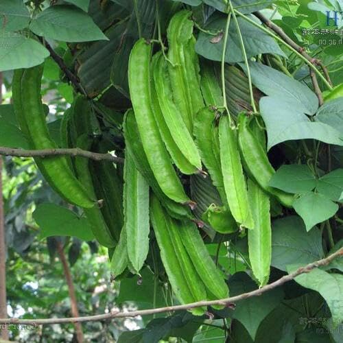 Winged Bean vegetable seeds for Home Gardening, Organic Raised Bed Garden Favorite for kitchen garden planting