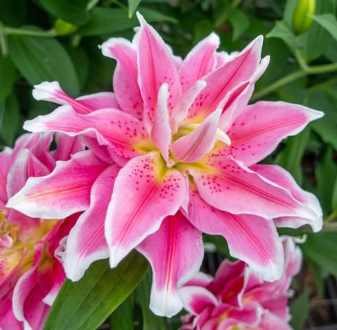 Pink Roselily Belonica Flower Seeds