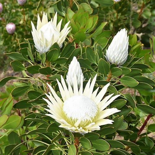 Protea Flower Seeds