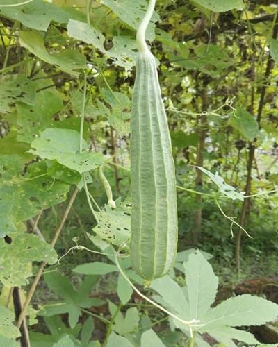 luffa Gourd vegetable seeds for Home Gardening, Healthy Seasonal Vegetable Planting for kitchen garden planting