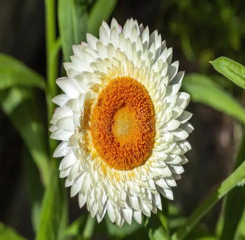 white helichrysum flower seeds