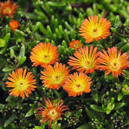 Orange Delosperma Flower Seeds
