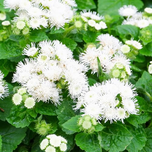 White Ageratum Flower Seeds