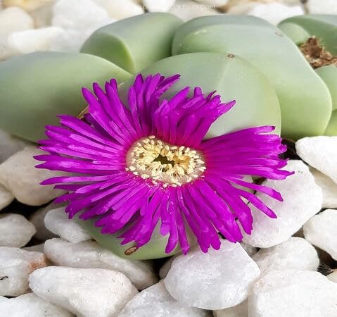pink argyroderma flower seeds
