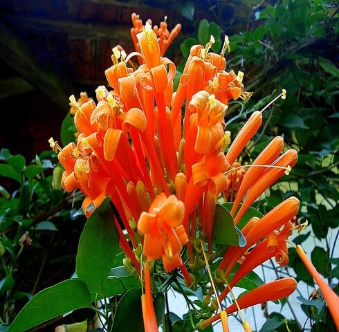 Orange Pyrostegia Flower Seeds