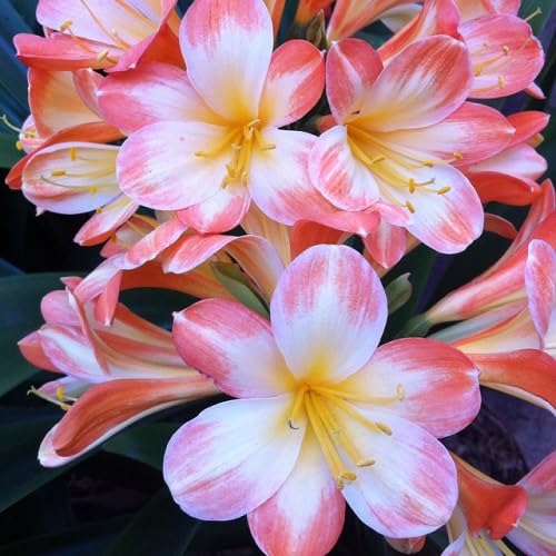 Pink Clivia Flower Seeds