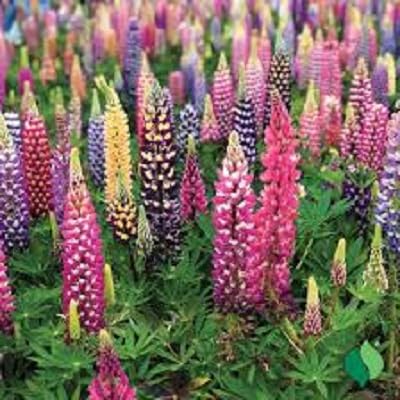 Yellow Lupine Flower Seeds