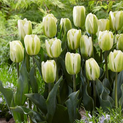 Green Tulip Flower Seeds