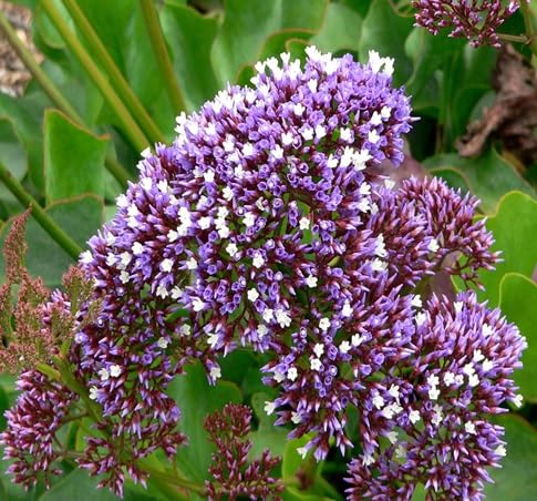 Limonium Flower Seeds