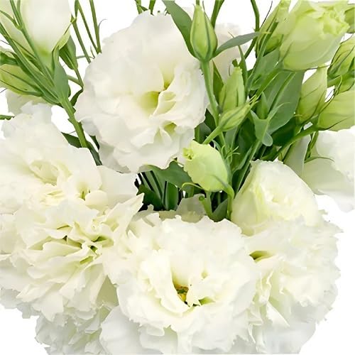 White Lisianthus Flower Seeds