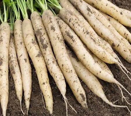 Raddish vegetable seeds for Home Gardening, Nutritious Backyard Harvest Collection for kitchen garden planting