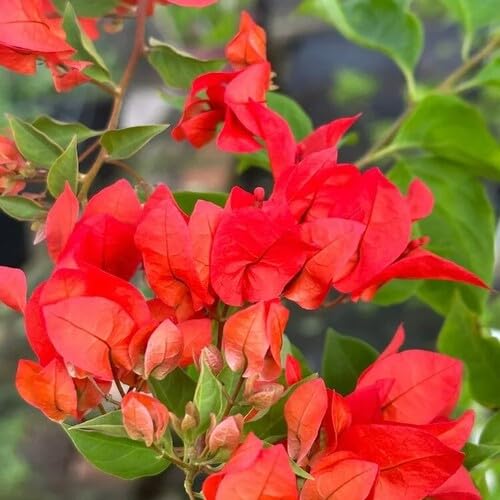 Red Giant Bougainvillea Flower Seeds