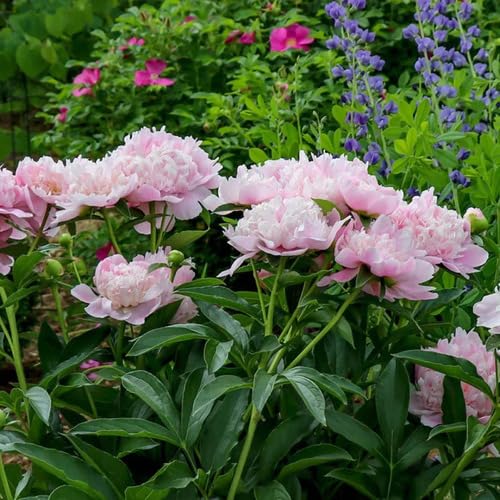 Pink Light Osteospermum Flower Seeds