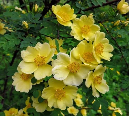 Yellow rosa hugonis Flower Seeds