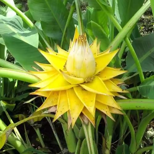 Yellow Musella Flower Seeds