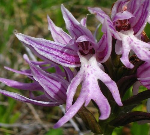 Purple Naked Orchid Flower Seeds