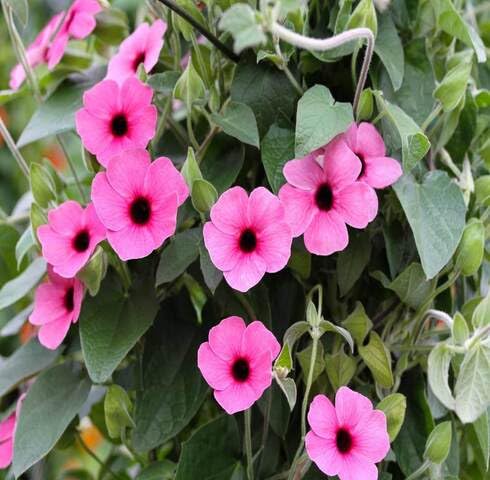 pink thunbergia flower seeds