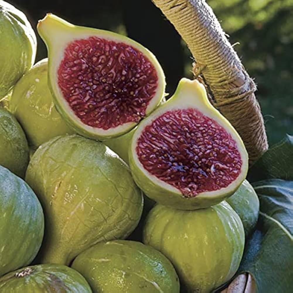 ficus carica Fruit Seeds