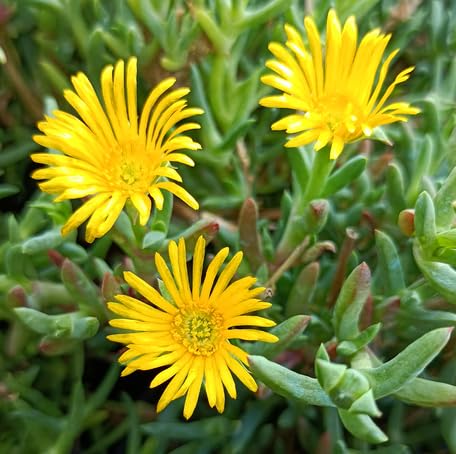 Yellow Lampranthus Flower Seeds