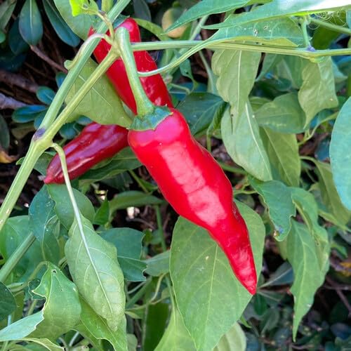 Hungarian Paprika vegetable seeds - Heirloom, Organic, Non Gmo Garden Seeds for kitchen garden planting