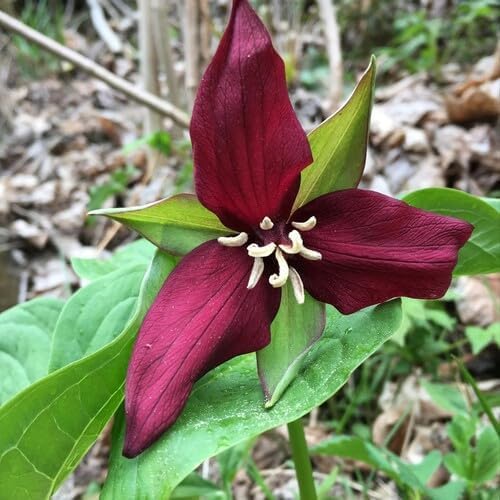 Maroon Thunbergia coccinea Flower Seeds