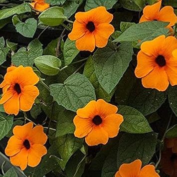 orange thunbergia flower Fruit Seeds organic garden seeds