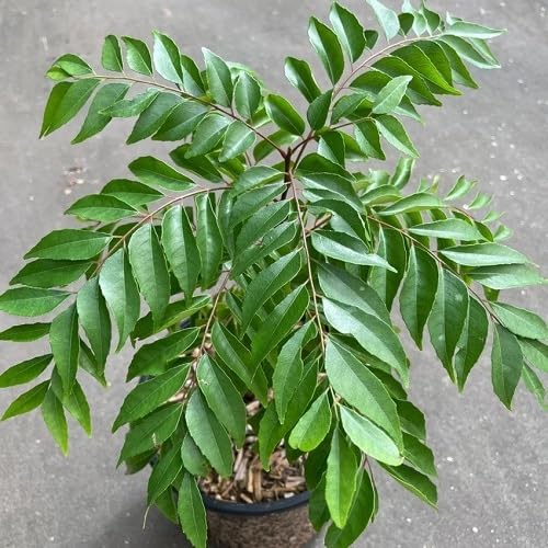 Curry Leaf vegetable seeds Green vegetable seeds for Home Gardening, Fast Growing Backyard Harvest for kitchen garden planting