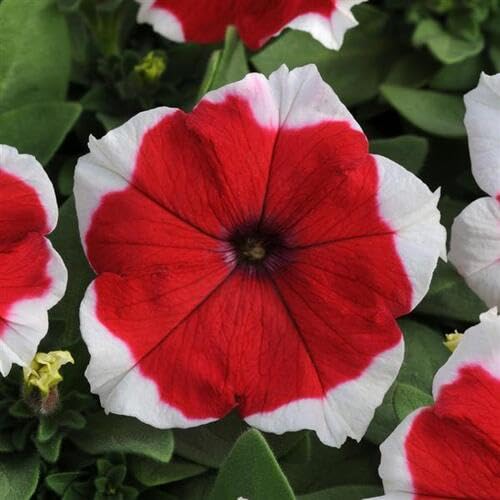 Red White Petunia Flower Seeds