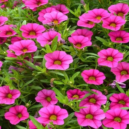 Purple Giant Petunia Flower Seeds
