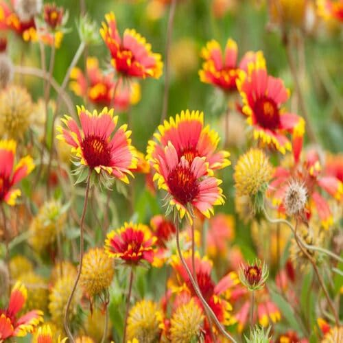 Gaillardia Pulchella Flower Seeds