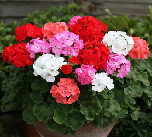 Mixed Geraniums Flower Seeds