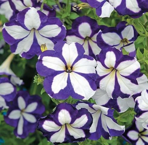 White Violet Petunia Flower Seeds