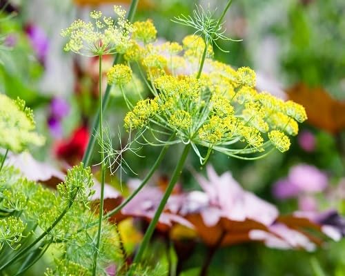 Yellow Dill Plants Seeds herb seeds - non gmo, home gardening garden seeds