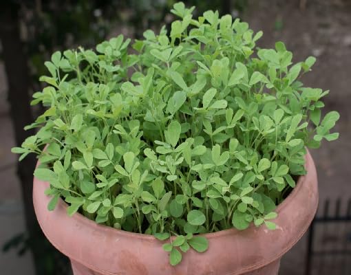 Green Fenugreek Plant Seeds herb seeds - home gardening, heirloom garden seeds