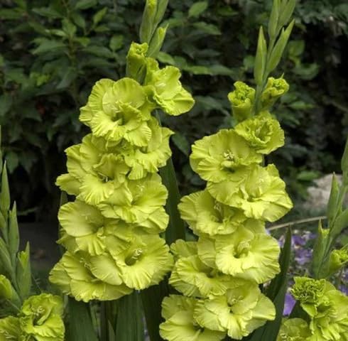 Green Gladiolus Flower Seeds