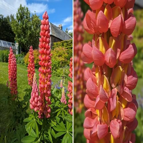 orange lupine flower seeds