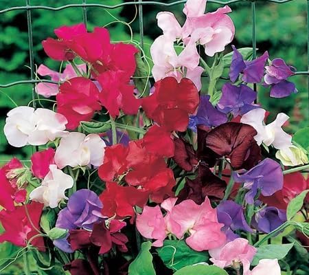 Sweet Pea Flower Seeds