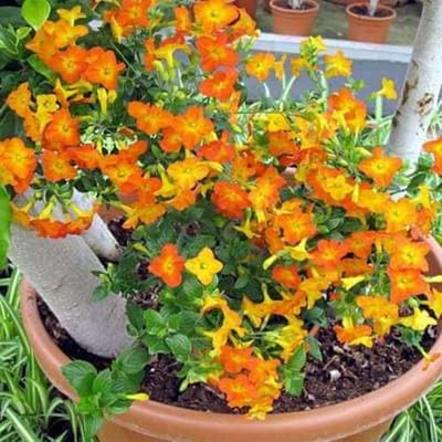 Streptosolen jamesonii Flower Seeds