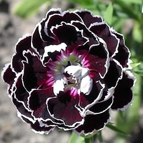 Black Carnation Flower Seeds