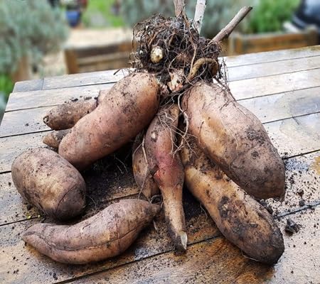 yacon vegetable seeds
