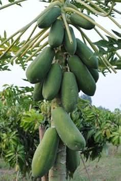 green papaya fruit for planting tropical and delicious fruits heirloom Fruit seeds
