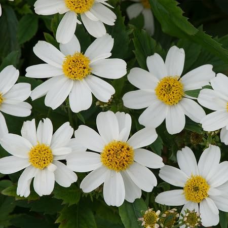 White Echinacea Flower Seeds