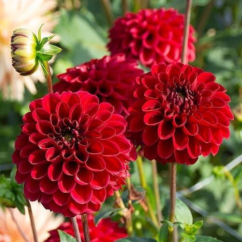 Red Zinnia Flowers Seeds