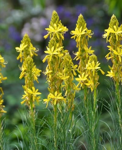 yellow asphodeline flowers seeds