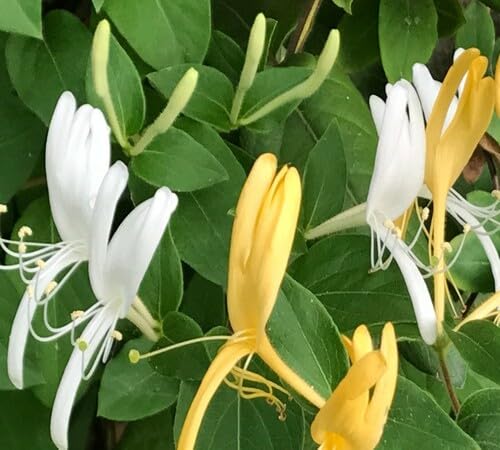 white yellow honeysuckle flower