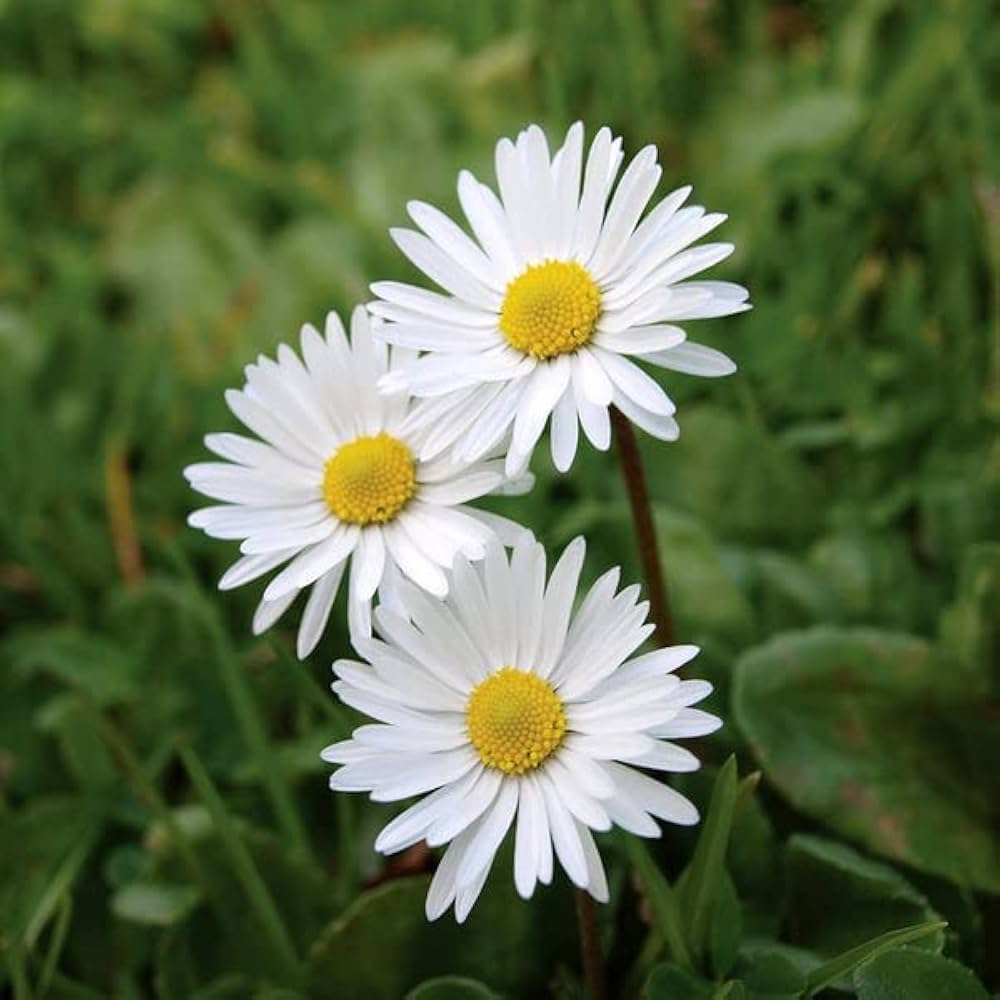 White Daisy Flower Seeds – Exotic Flowering Plants for Vibrant Garden Beauty