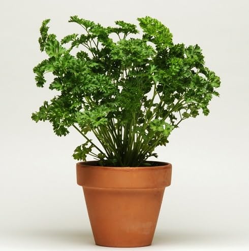 Parsley Plant Seeds Green herb seeds - fresh harvest, sustainable gardening garden seeds