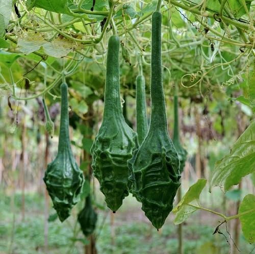 Green Lagenaria Siceraria Vegtable Seeds vegetable seeds - Heirloom, Organic, Non Gmo Garden Seeds for kitchen garden planting