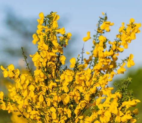 cytisus flower seeds perennial